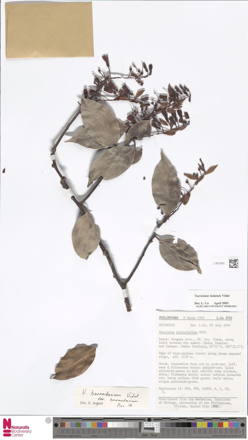 Vaccinium barandanum var. barandanum