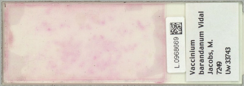Vaccinium barandanum var. barandanum photo 3