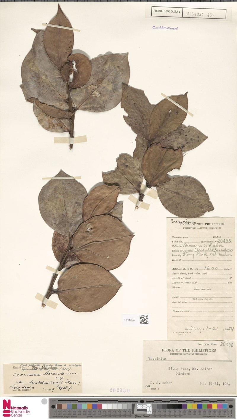 Vaccinium barandanum var. hutchinsonii