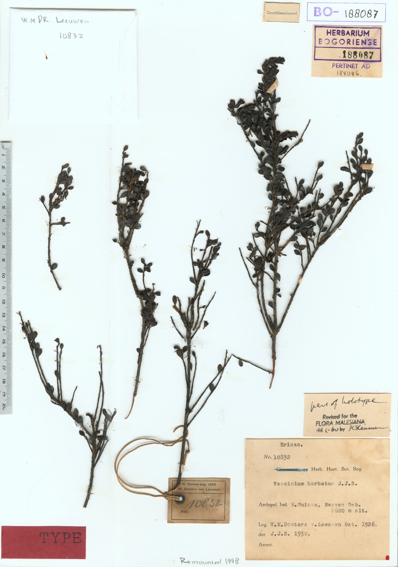 Vaccinium barbatum photo 2