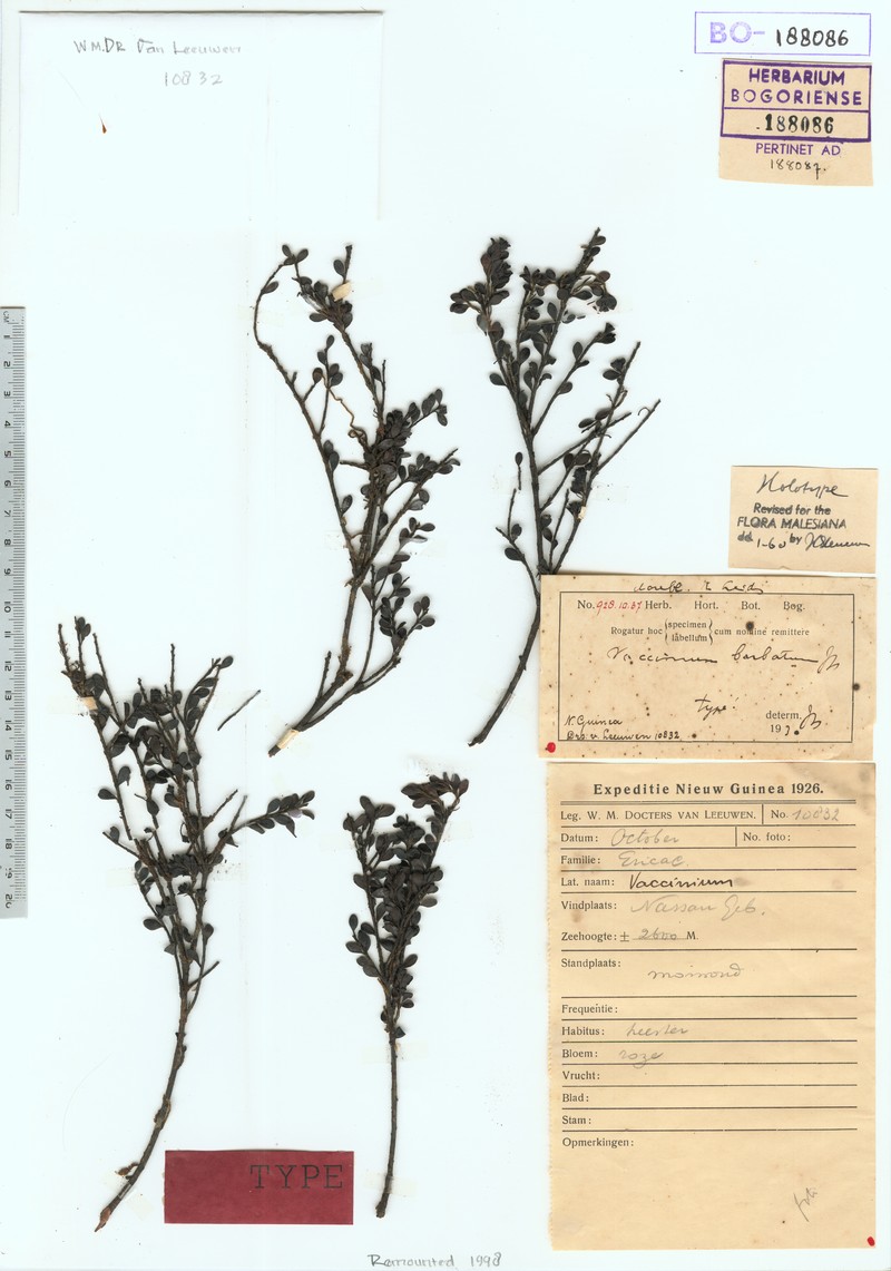 Vaccinium barbatum photo 3