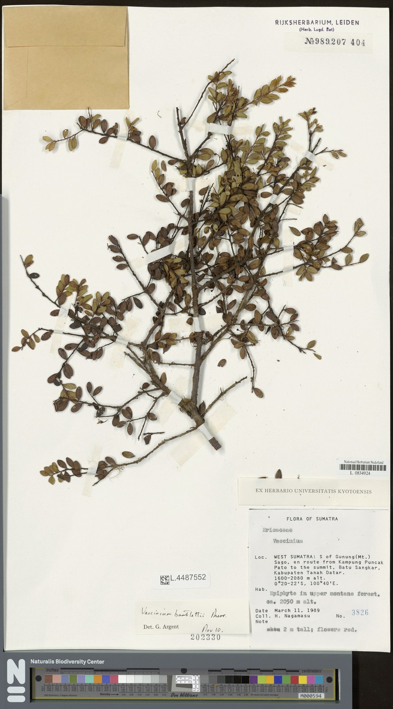Vaccinium bartlettii