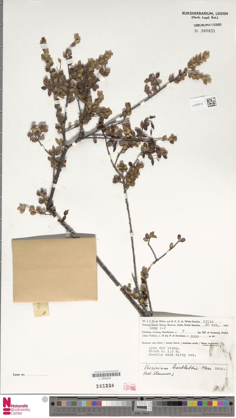 Vaccinium bartlettii photo 2