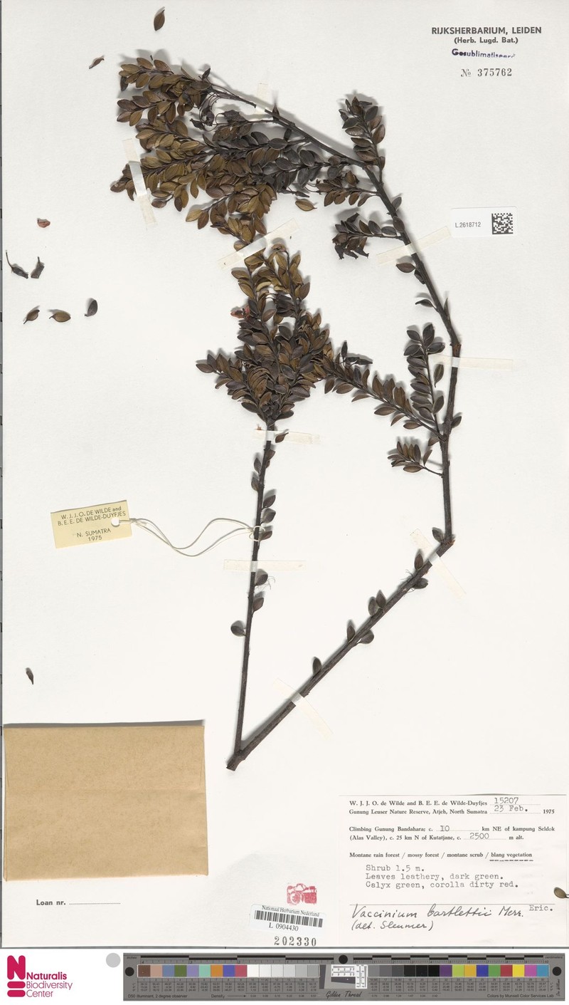 Vaccinium bartlettii photo 3