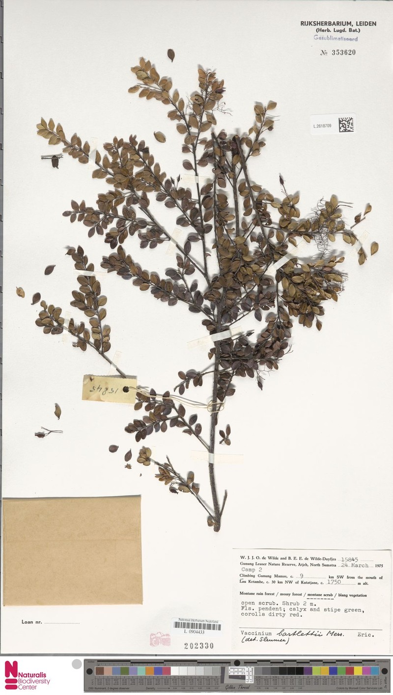 Vaccinium bartlettii photo 4