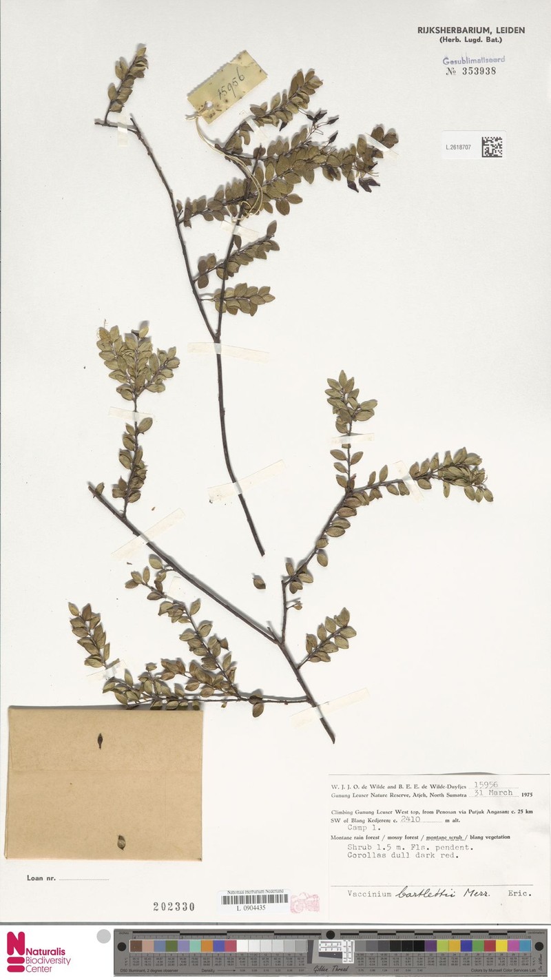 Vaccinium bartlettii photo 5