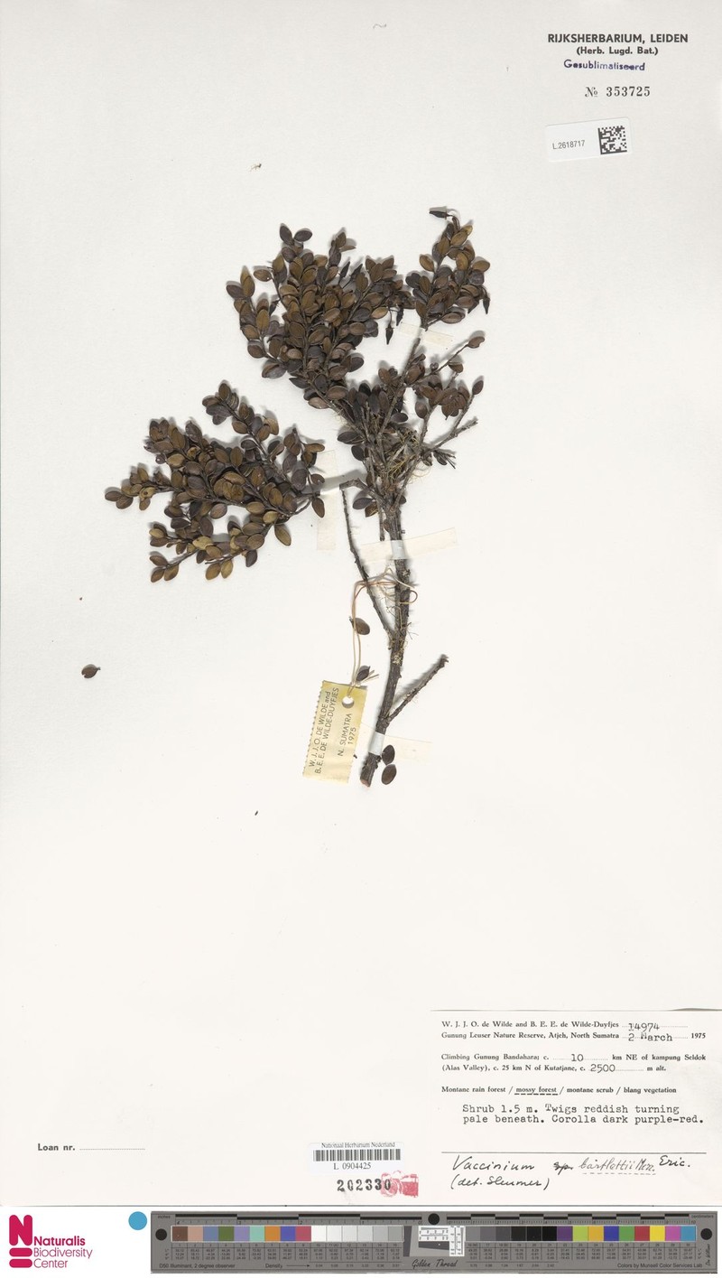 Vaccinium bartlettii photo 6