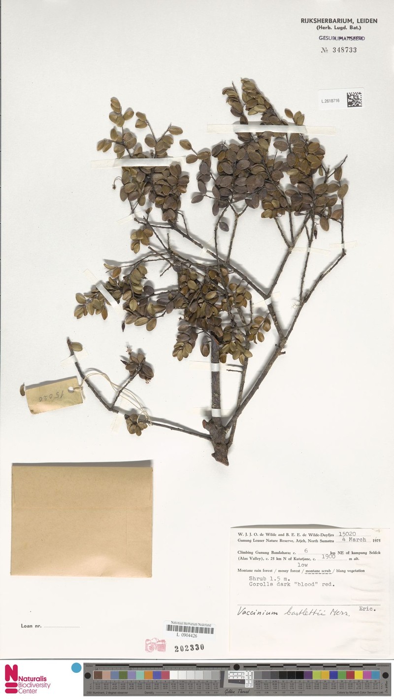Vaccinium bartlettii photo 7