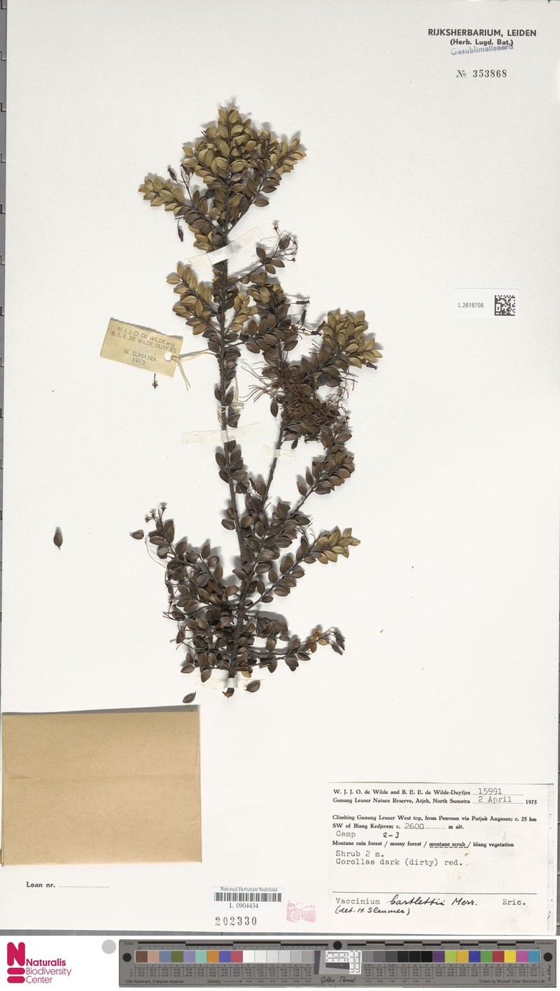 Vaccinium bartlettii photo 8