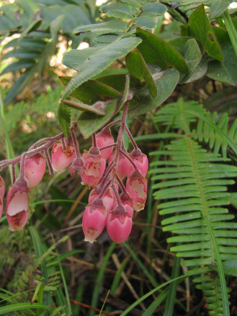 Vaccinium beamanianum