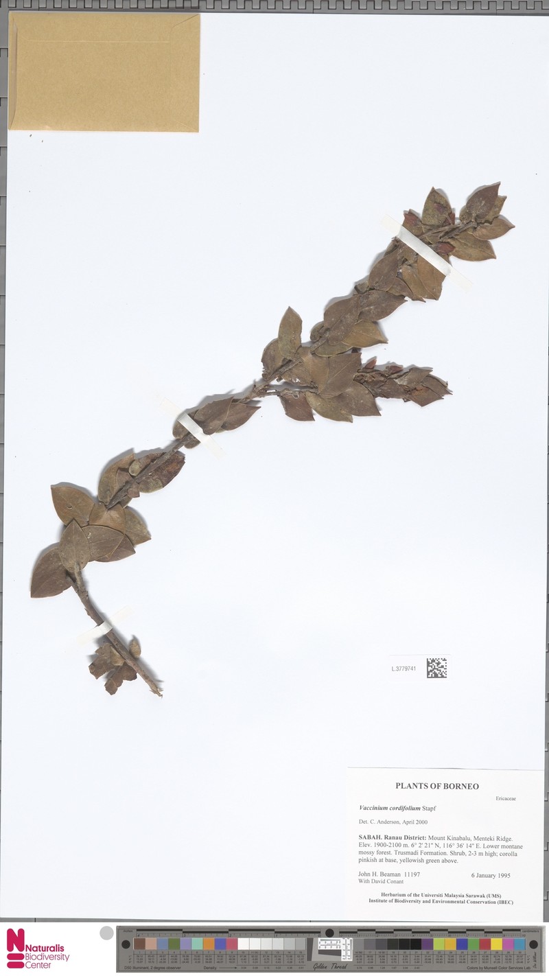 Vaccinium beamanianum photo 2