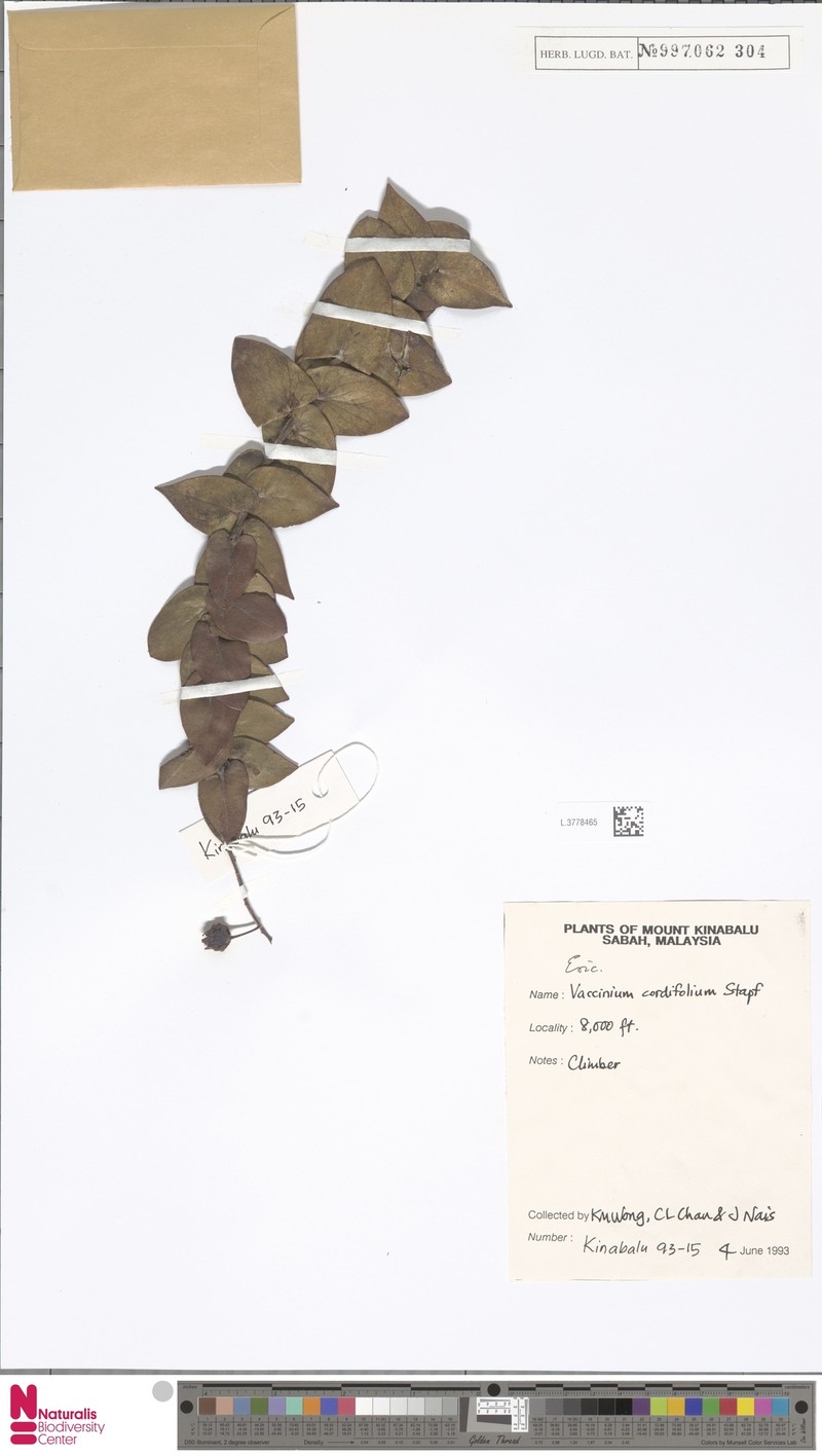 Vaccinium beamanianum photo 3