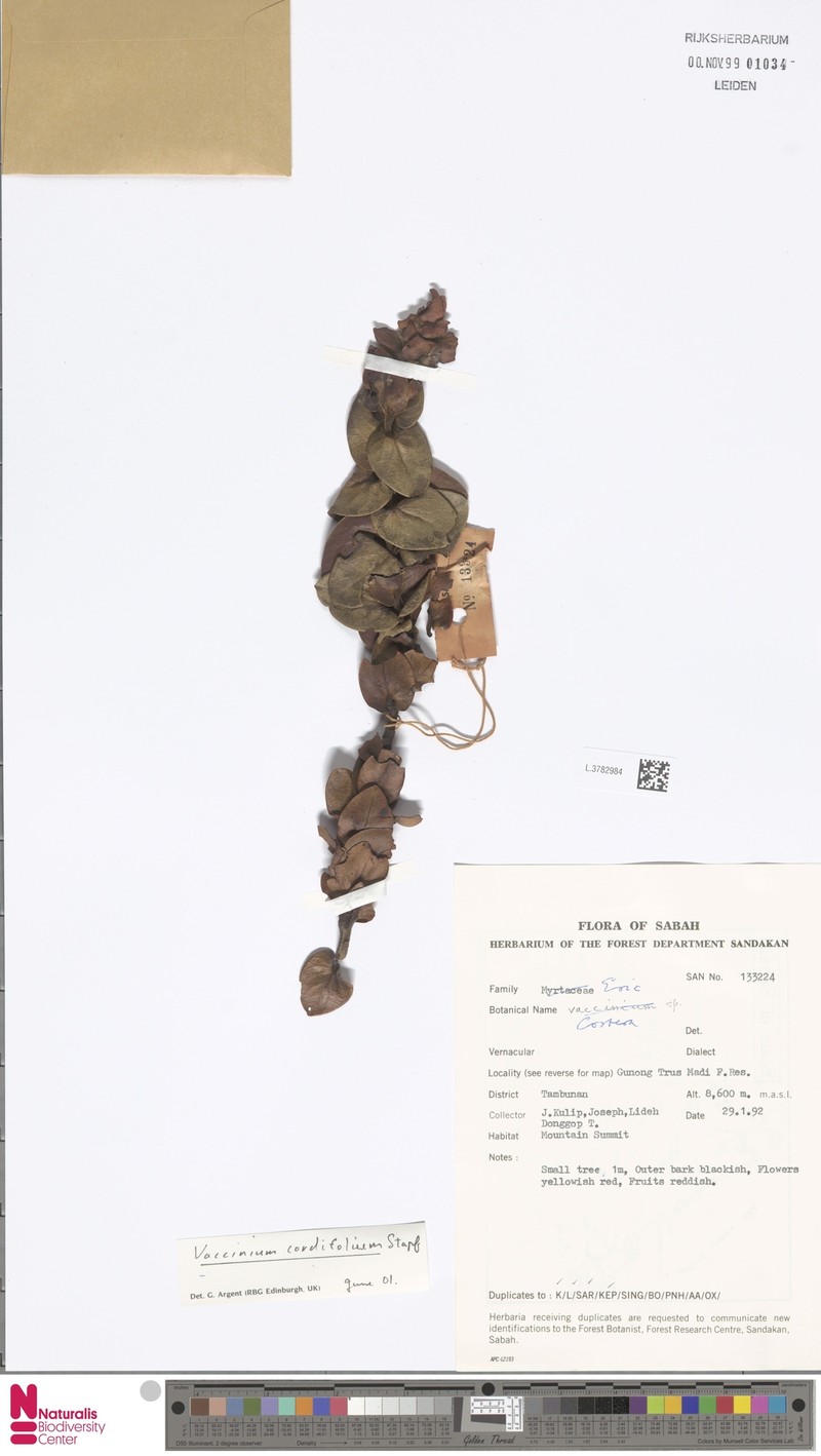 Vaccinium beamanianum photo 4