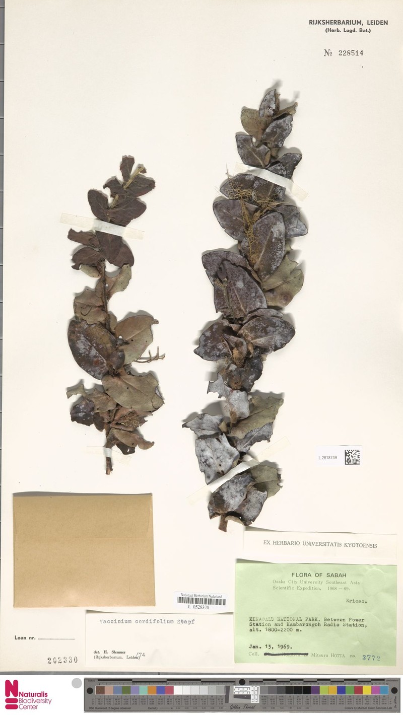 Vaccinium beamanianum photo 5