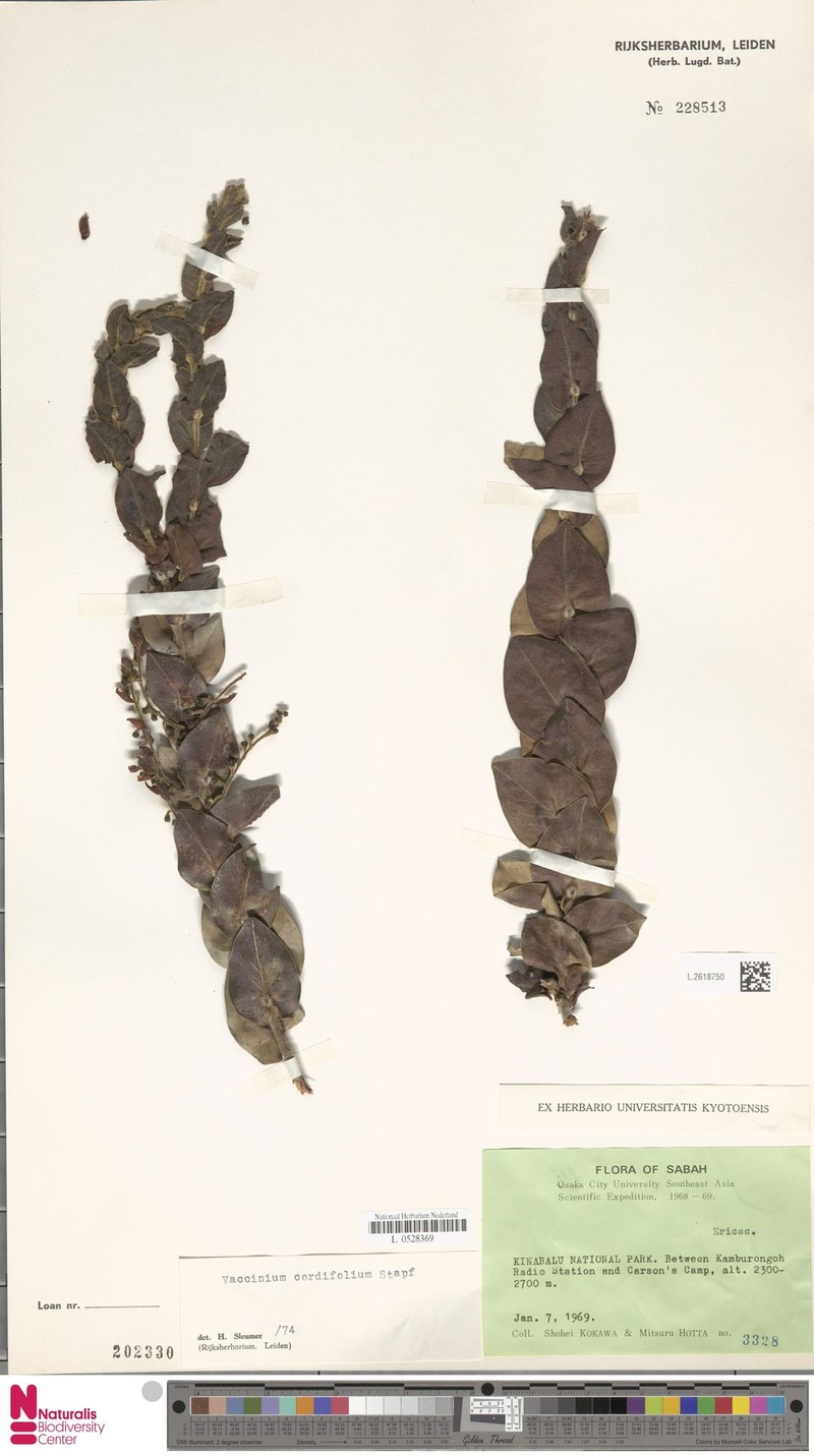 Vaccinium beamanianum photo 6