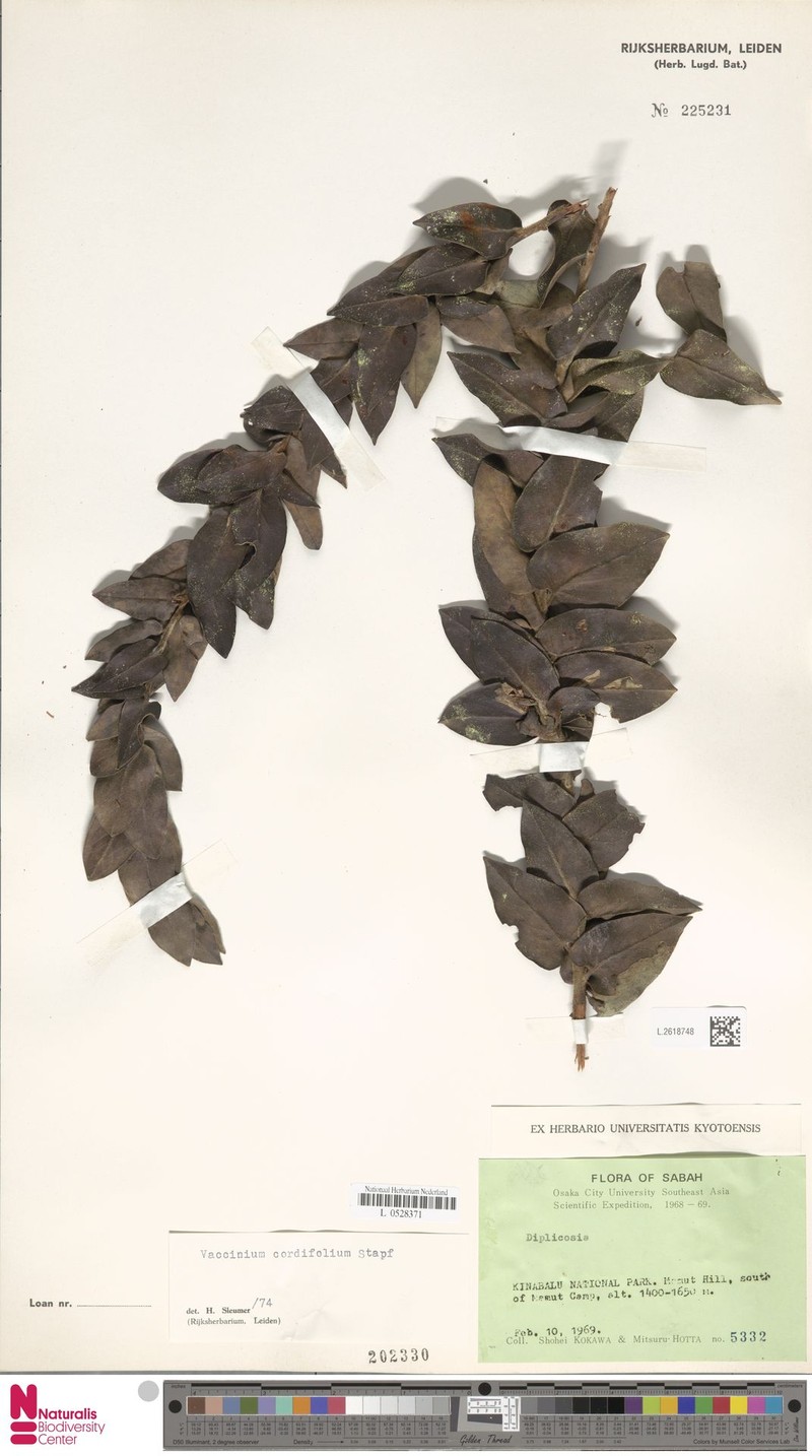 Vaccinium beamanianum photo 7