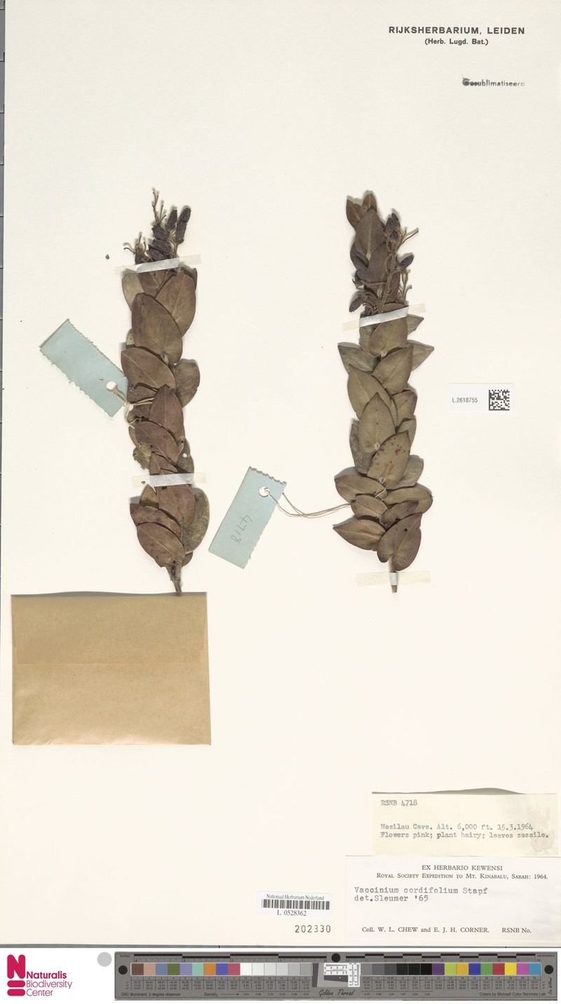 Vaccinium beamanianum photo 8