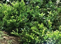 Vaccinium benguetense