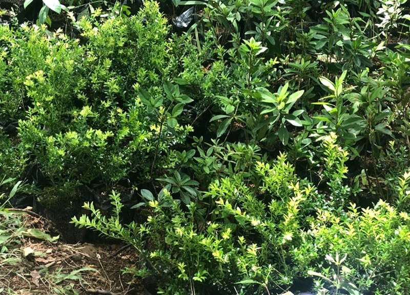 Vaccinium benguetense photo 2