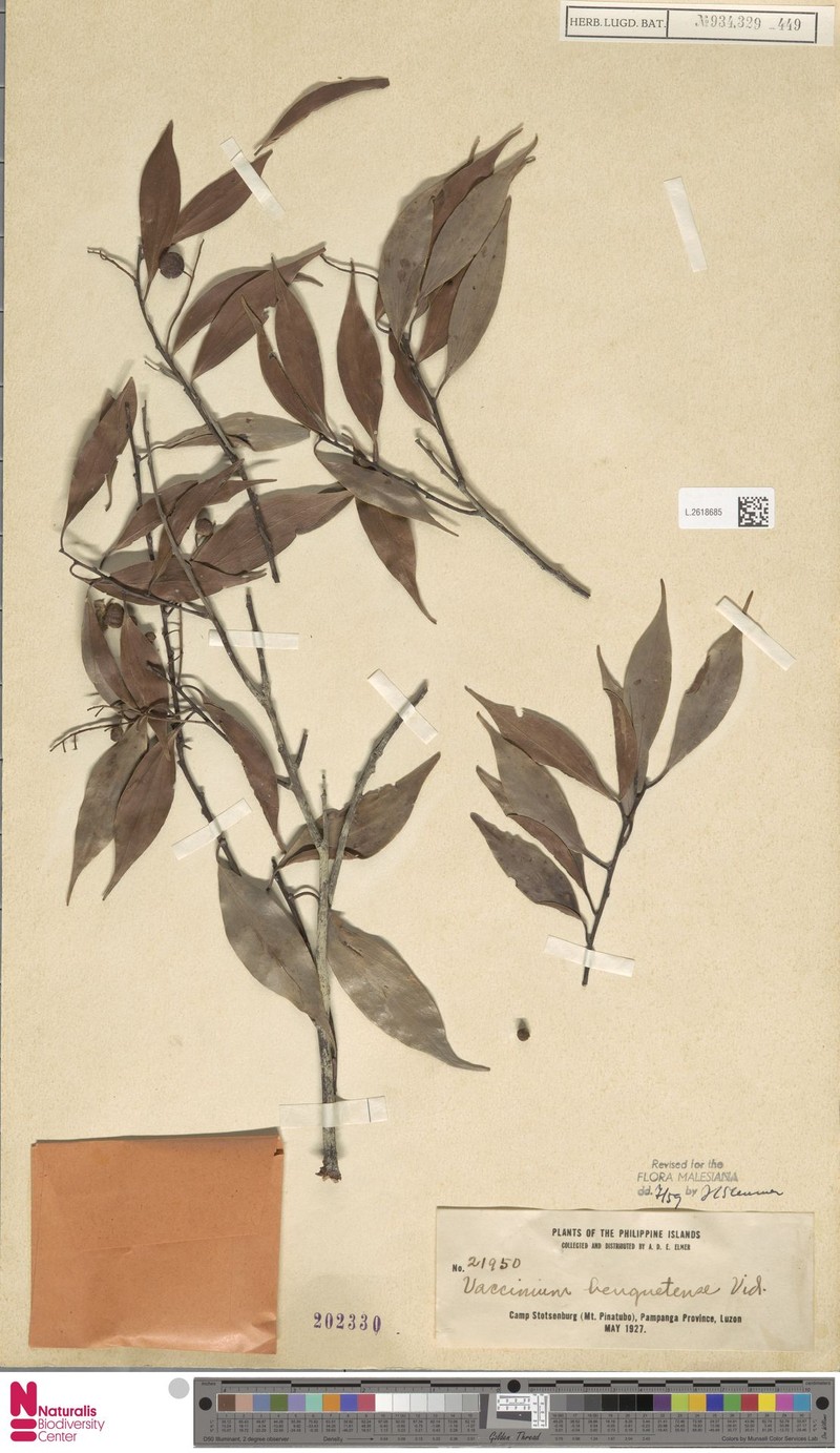 Vaccinium benguetense photo 3