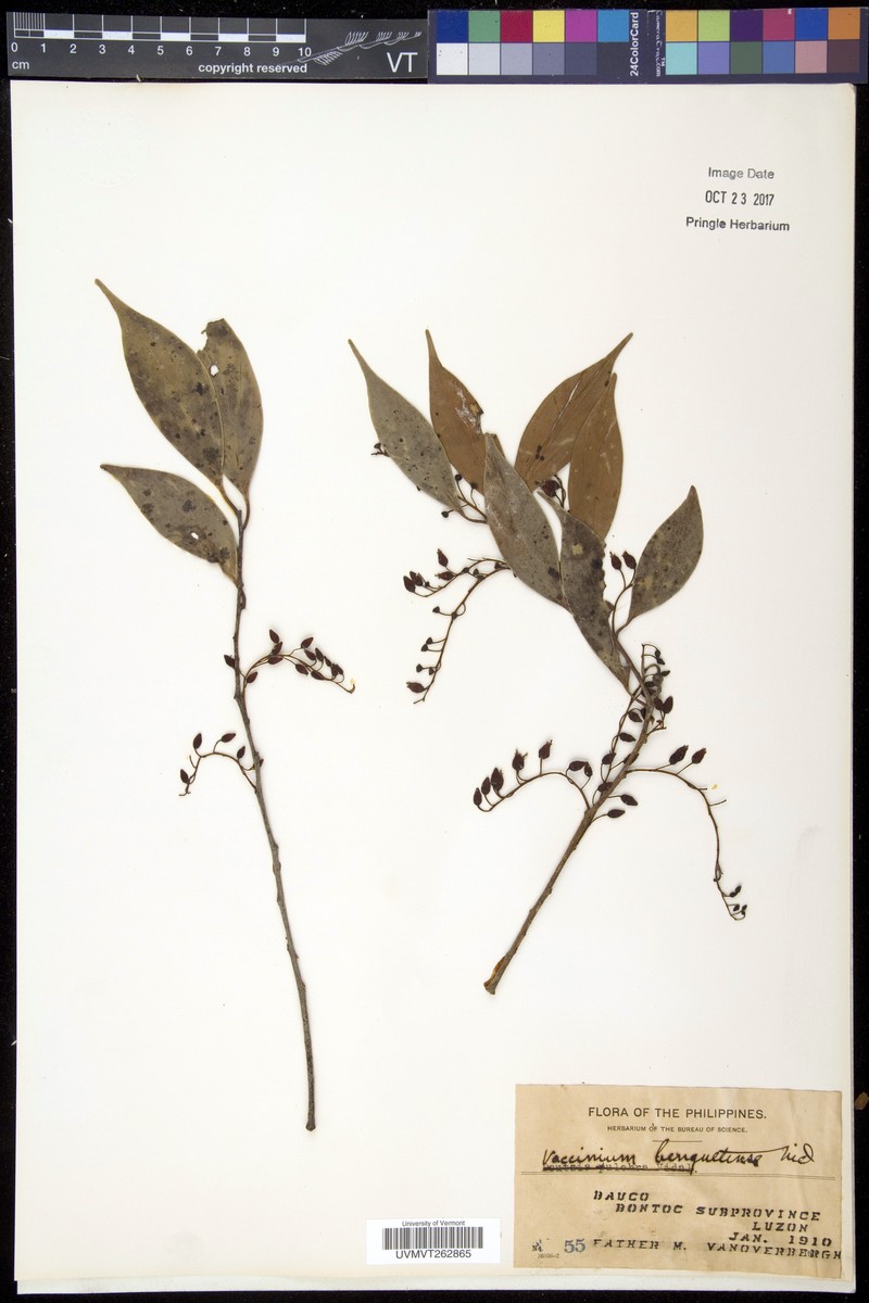 Vaccinium benguetense photo 4