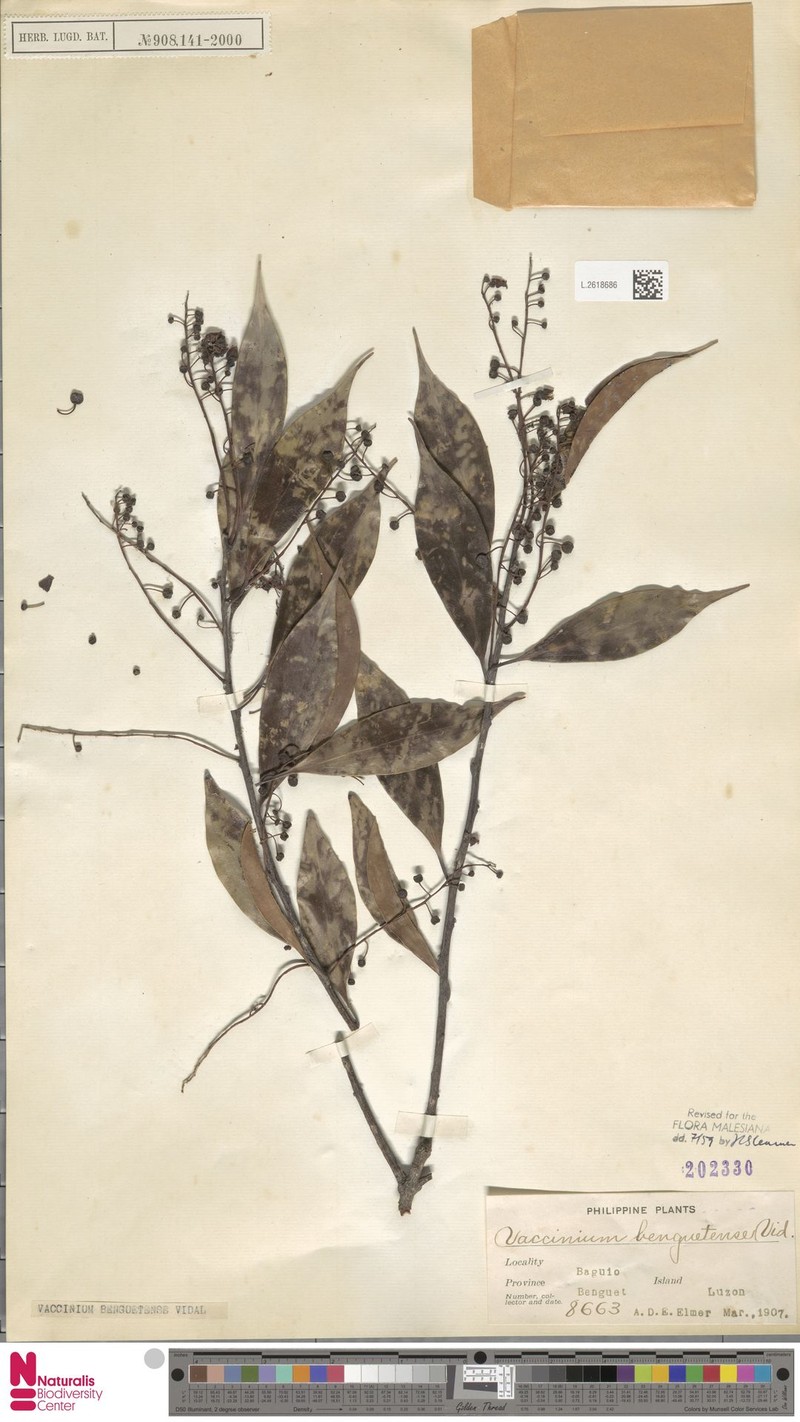 Vaccinium benguetense photo 5