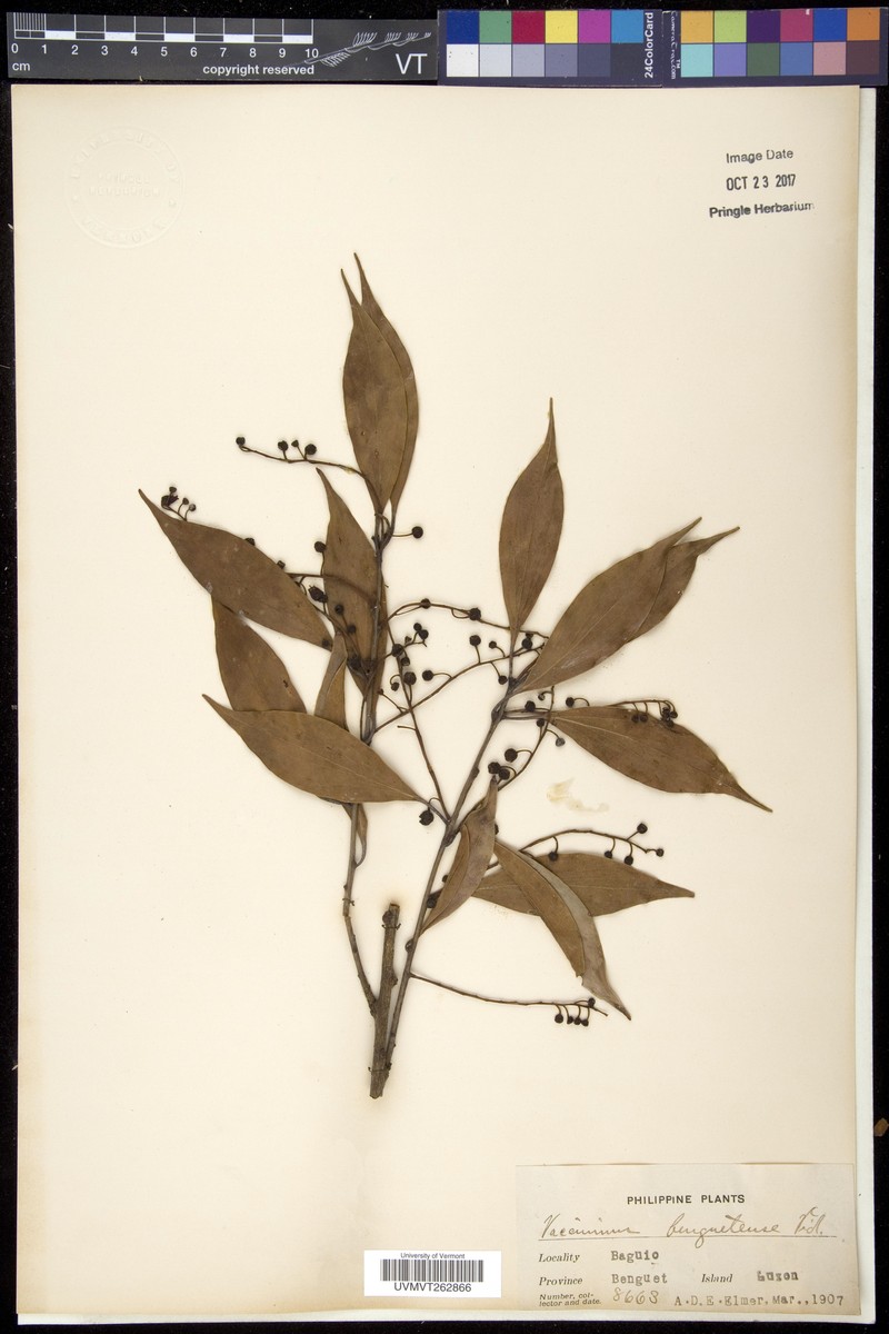 Vaccinium benguetense photo 6