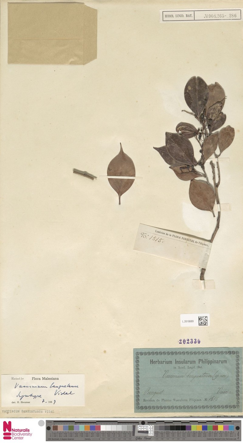 Vaccinium benguetense photo 7