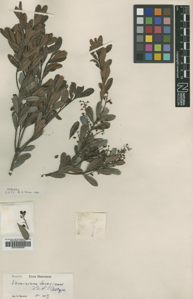 Vaccinium besagiense