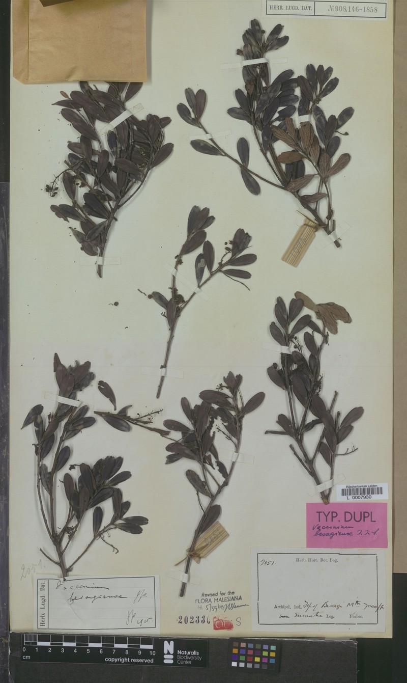 Vaccinium besagiense photo 2