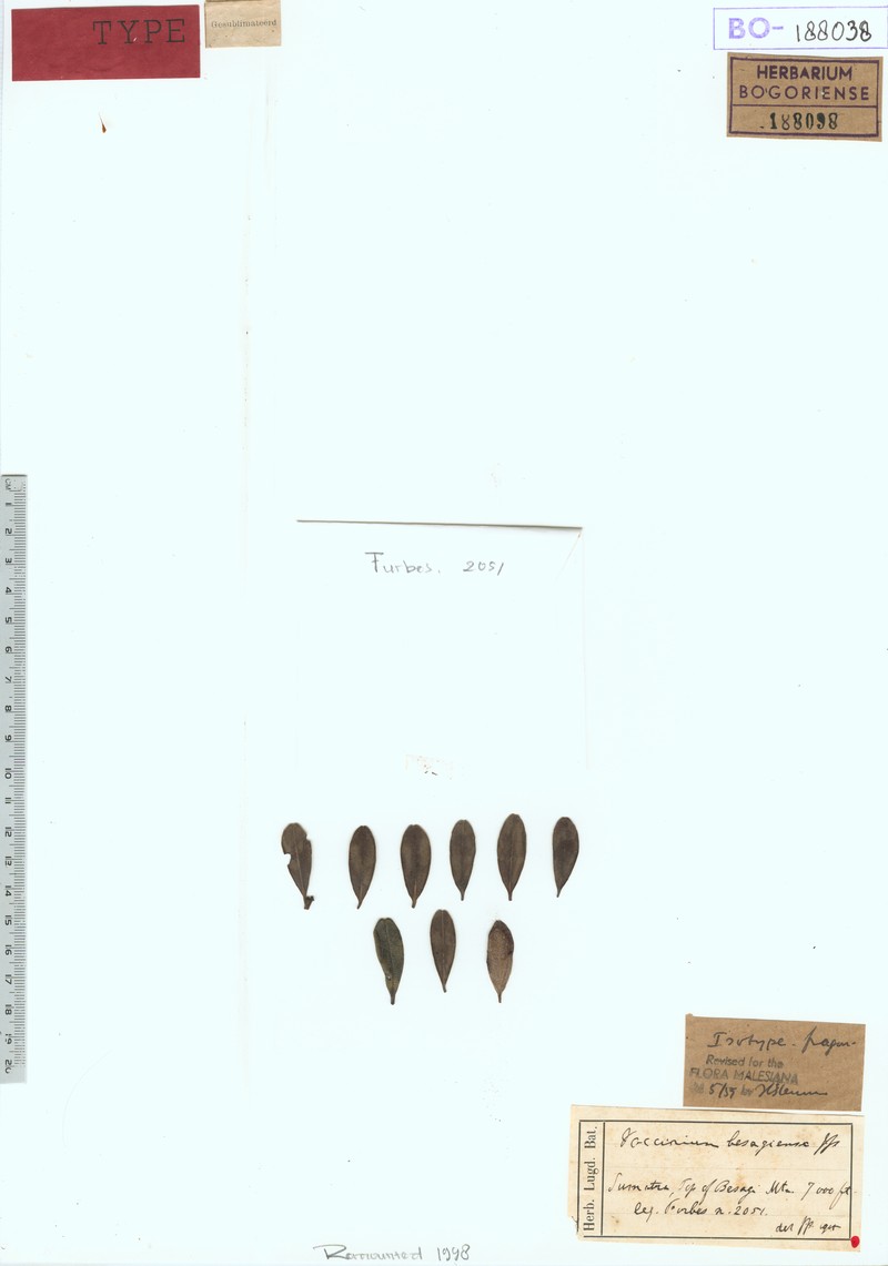 Vaccinium besagiense photo 3