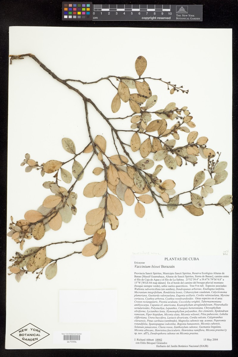 Vaccinium bissei