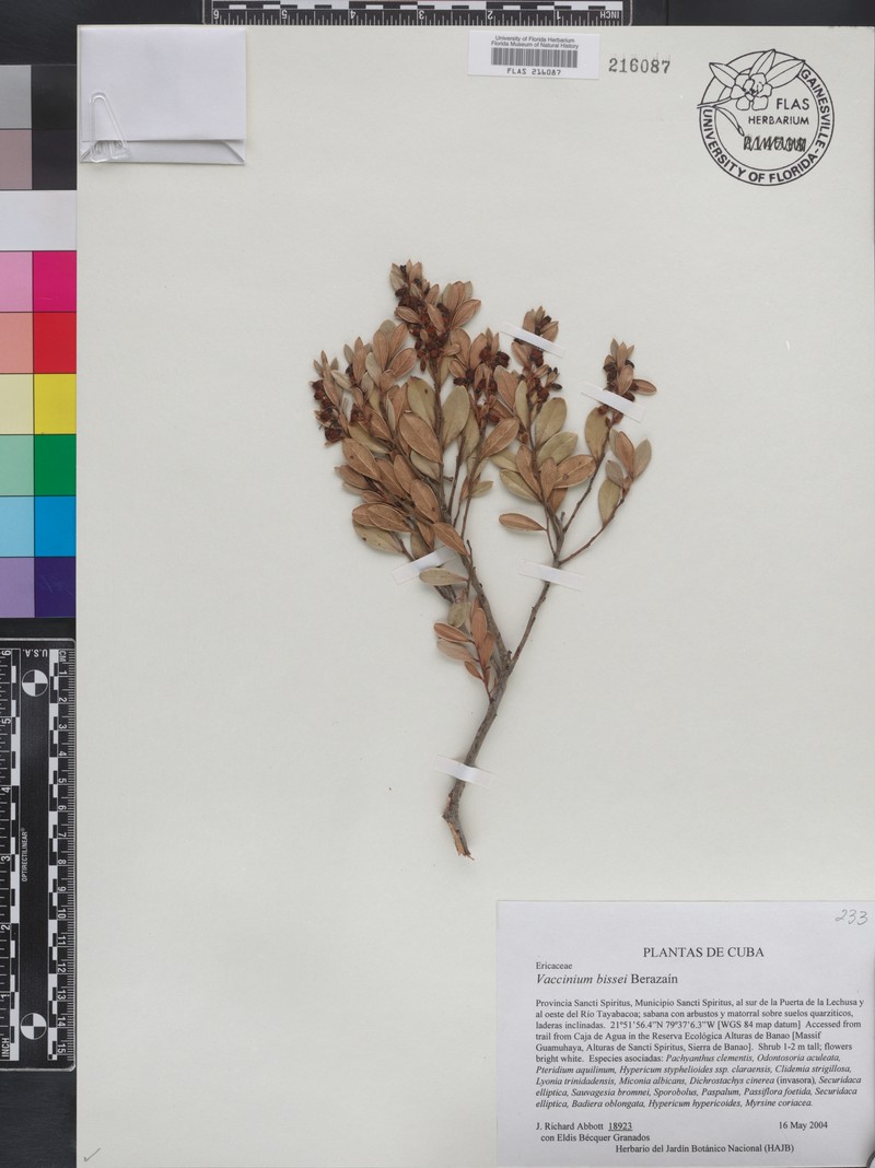 Vaccinium bissei photo 2