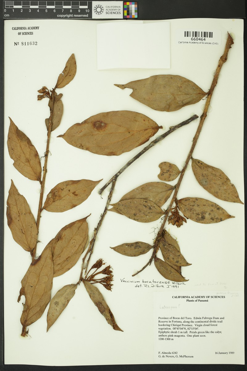 Vaccinium bocatorense