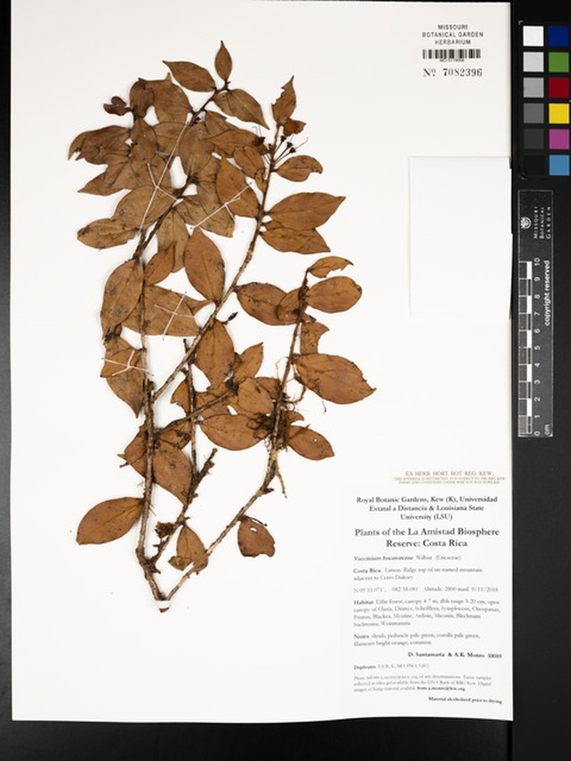 Vaccinium bocatorense photo 2