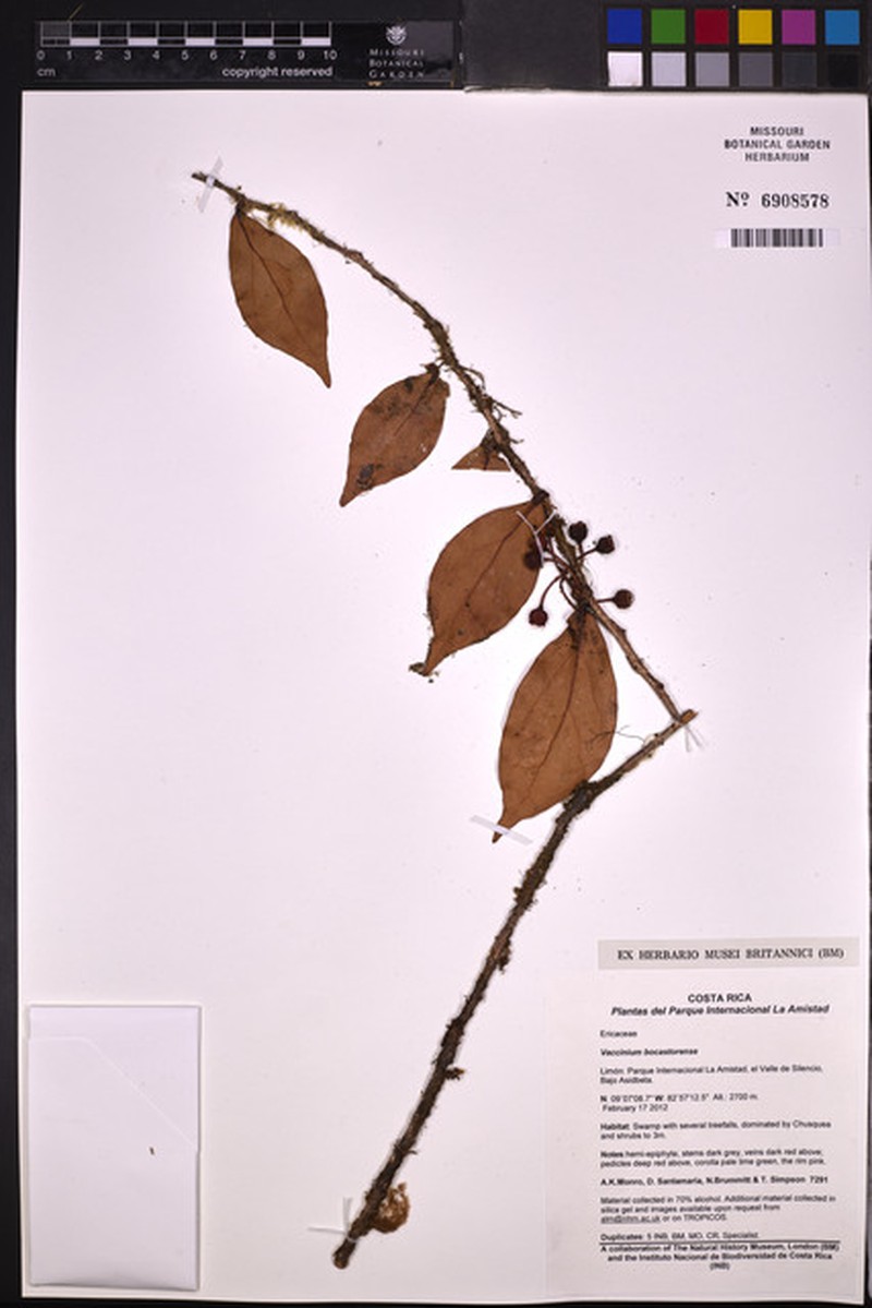 Vaccinium bocatorense photo 3