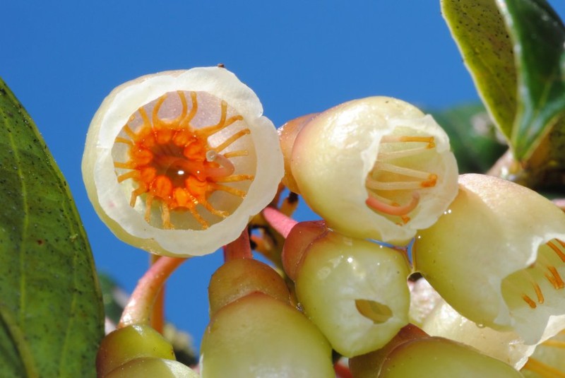 Vaccinium bocatorense photo 4