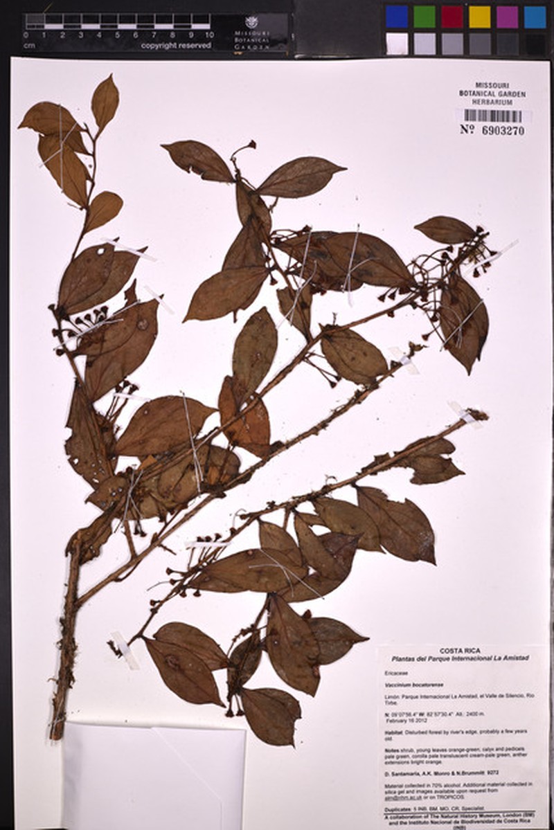 Vaccinium bocatorense photo 5