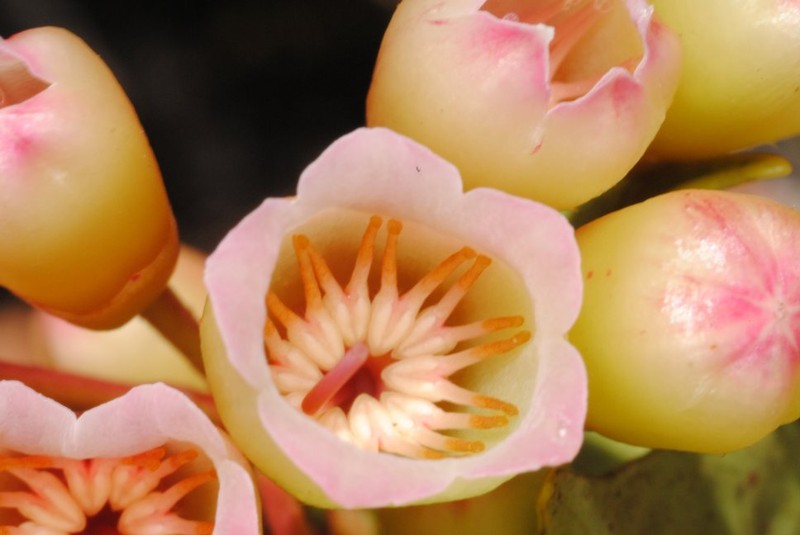 Vaccinium bocatorense photo 6