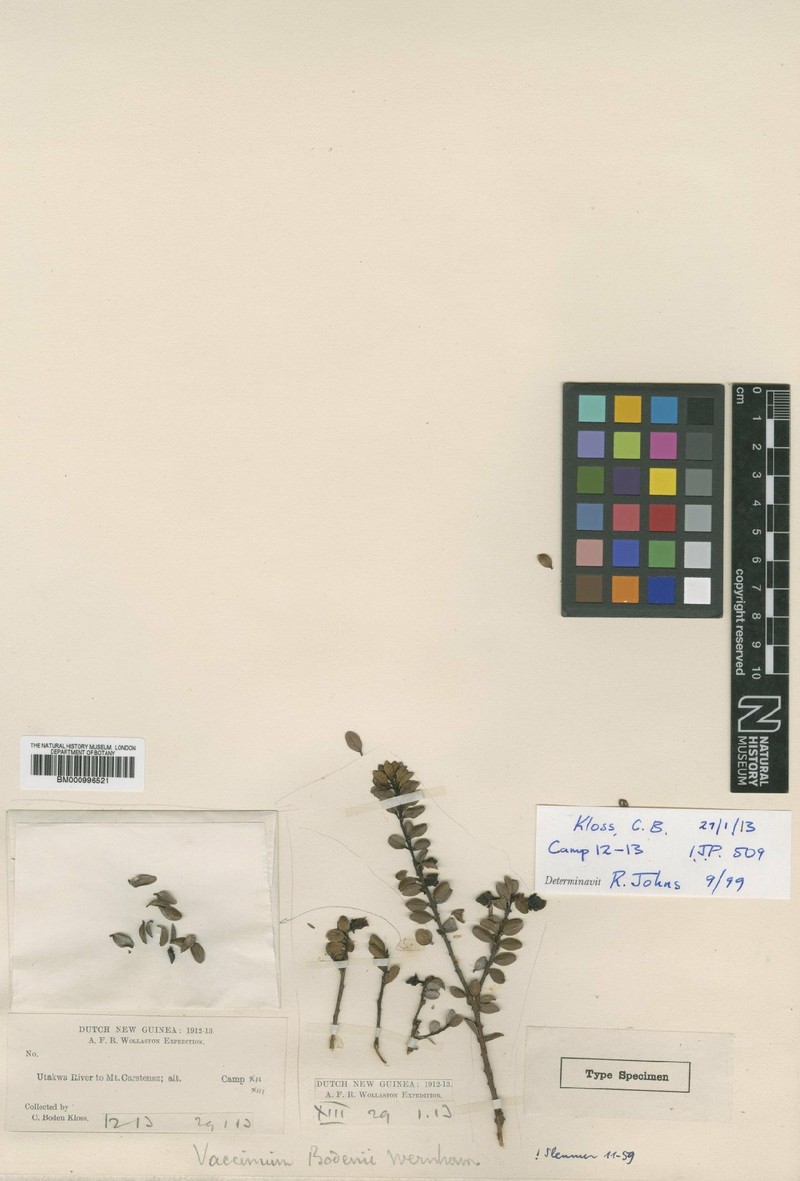 Vaccinium bodenii