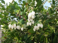 Vaccinium boninense