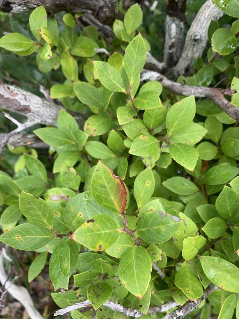 Vaccinium boninense photo 2