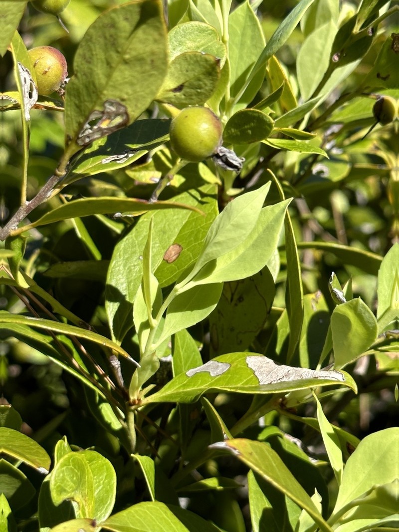 Vaccinium boninense photo 3