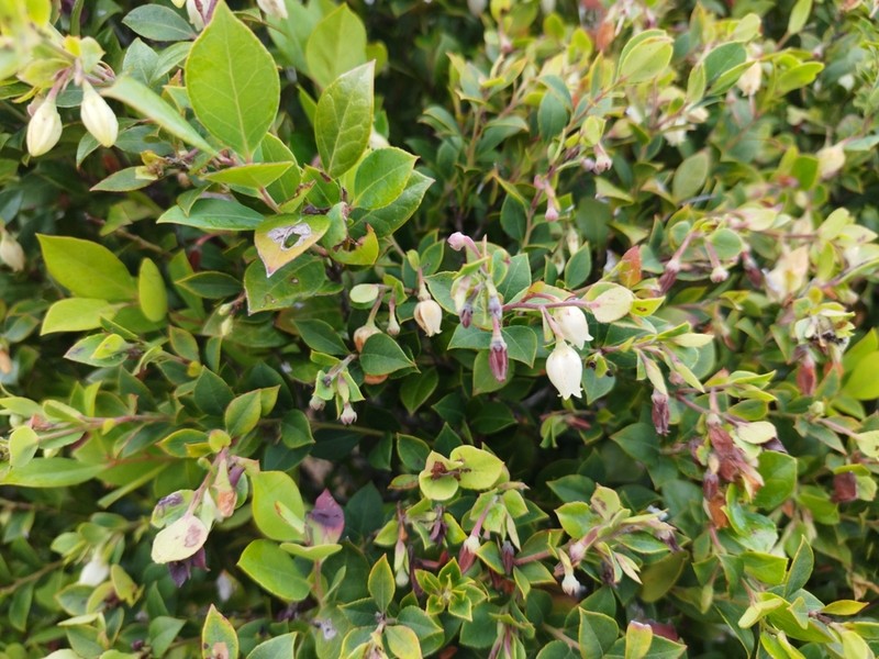 Vaccinium boninense photo 4