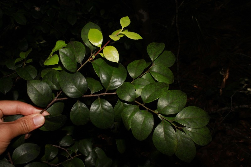 Vaccinium boninense photo 5