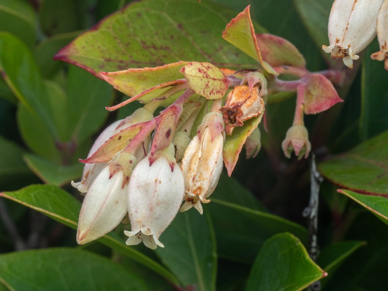 Vaccinium boninense photo 6