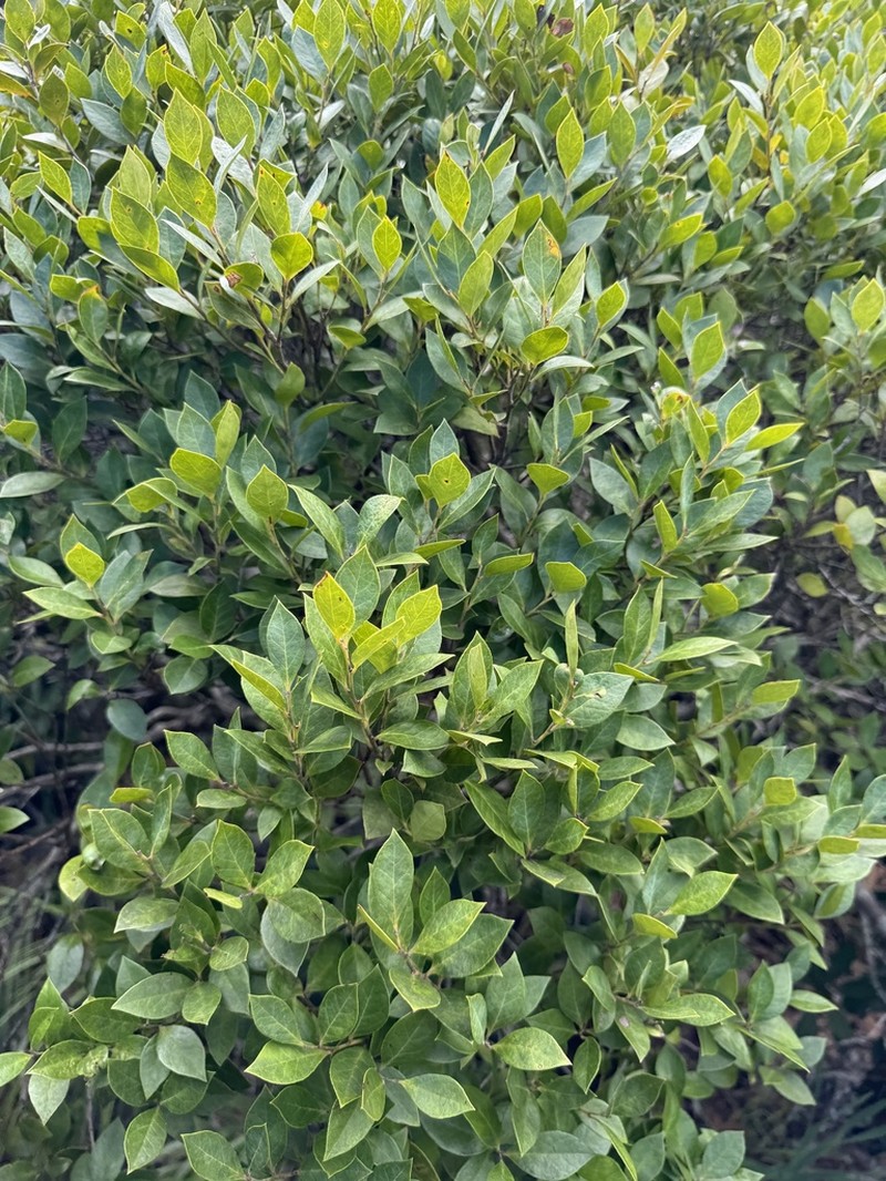 Vaccinium boninense photo 7
