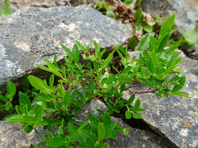 Northern Blueberry photo 2
