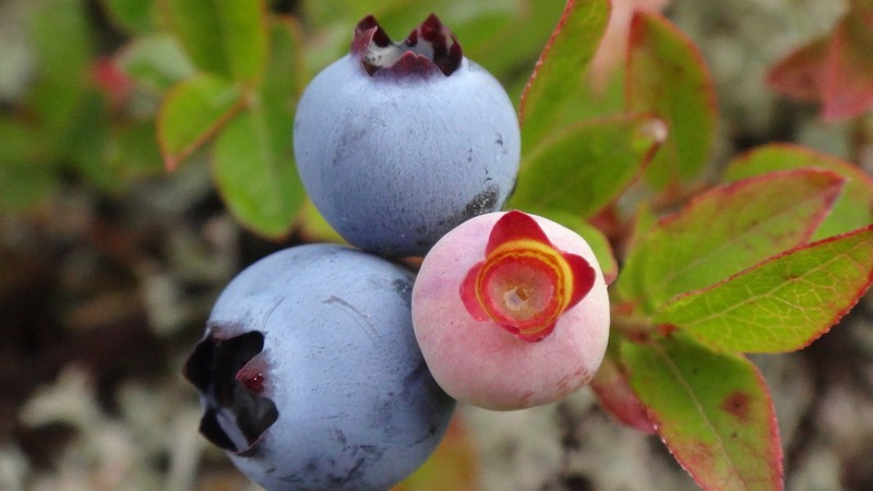Northern Blueberry photo 3
