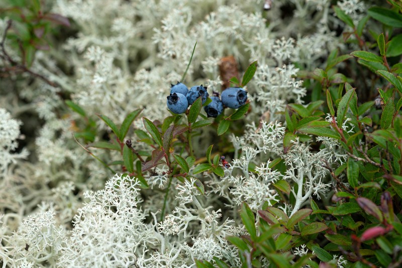 Northern Blueberry photo 4